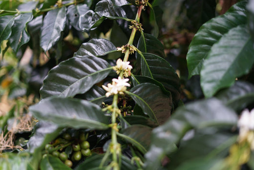 Exploring Naturally Low-Caffeine Coffee Varieties