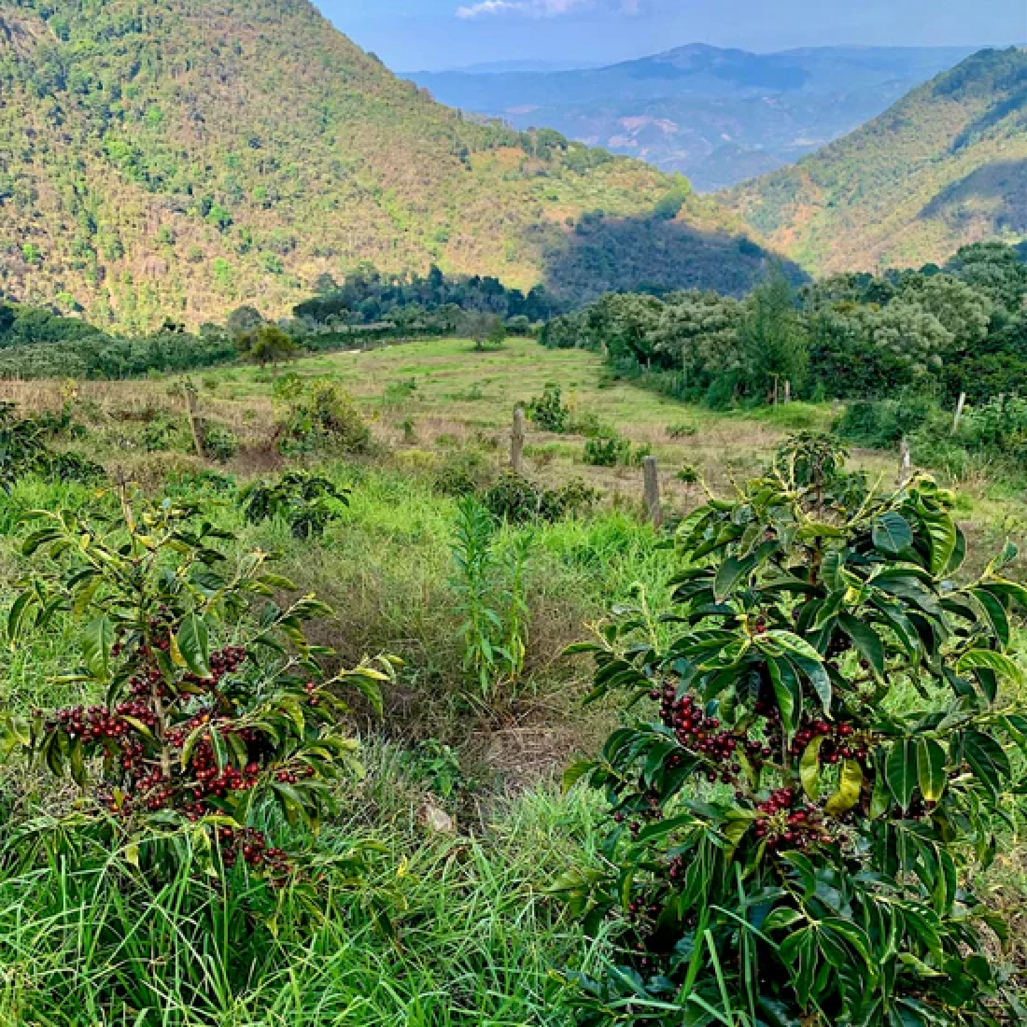 Hydrangea Coffee Roasters - Laurina Washed, Finca El Socorro (Low-caf, 114g)