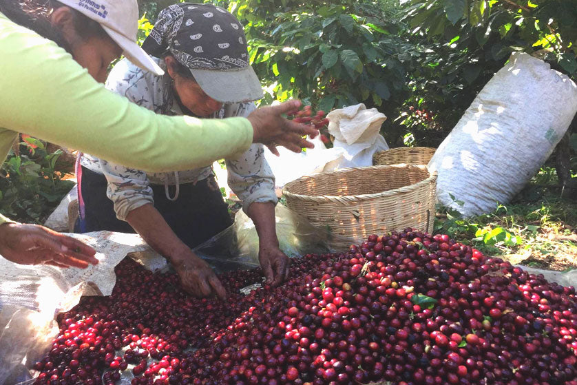 Kawa (France) - Finca San Francisco (Laurina) (Low-caf, 200g) (Ships from 17th January)